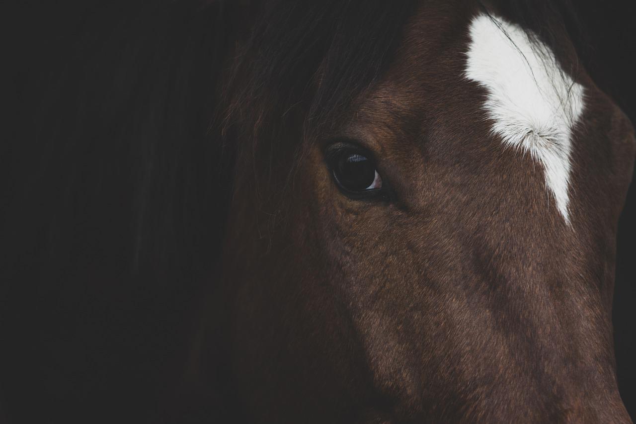 horse, equine, animal-6724544.jpg