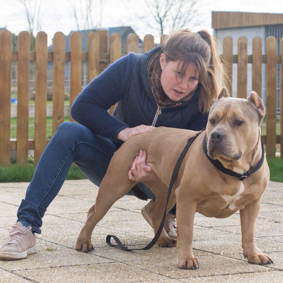 Ostéopathe équin et canin pour les particuliers et les professionnels