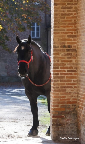 0E68864F-EDFA-4B88-9A03-84E34ABA48E0 Ostéopathe Equin - Eure - Normandie