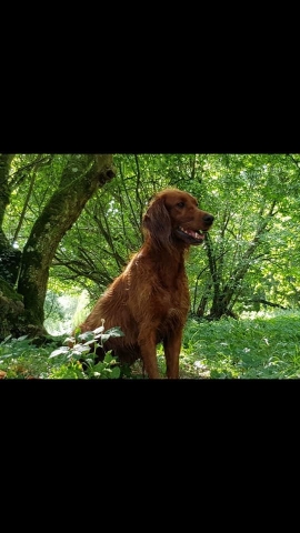 8B9056A0-5A90-45D7-BD02-2371D319D2F0 Ostéopathe Canin - Eure - Normandie