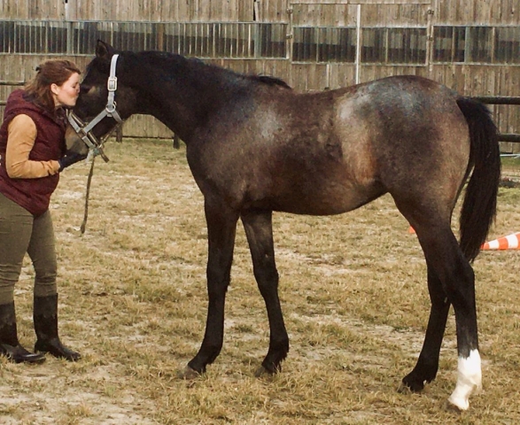 F3875A3E-0D64-45F0-878B-3A24CBB510B1 Ostéopathe Equin - Eure - Normandie