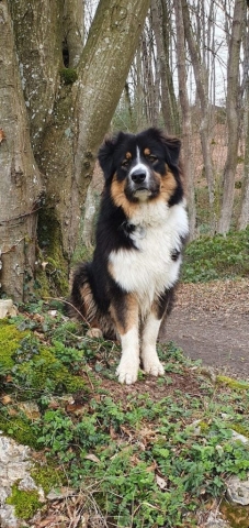 Ostéopathe Canin - Eure - Normandie