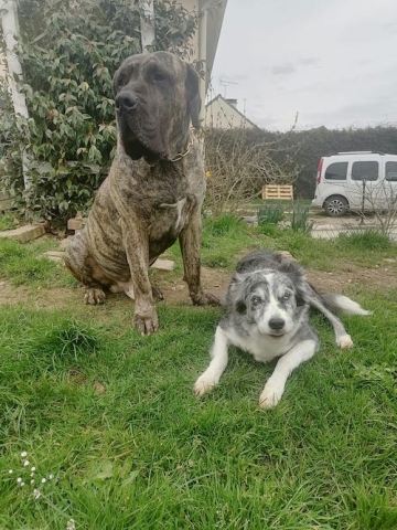 Ostéopathe Canin - Eure - Normandie