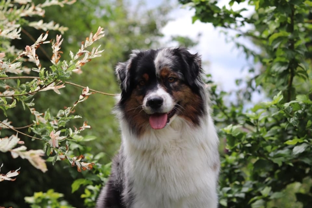 Ostéopathe Canin - Eure - Normandie