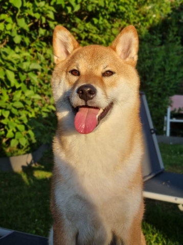 Ostéopathe Canin - Eure - Normandie