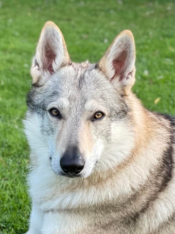 Ostéopathe Canin - Eure - Normandie