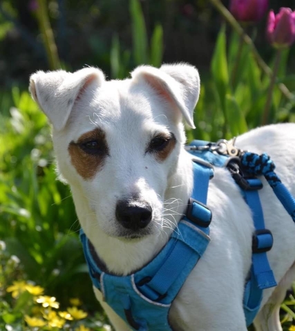 Ostéopathe Canin - Eure - Normandie