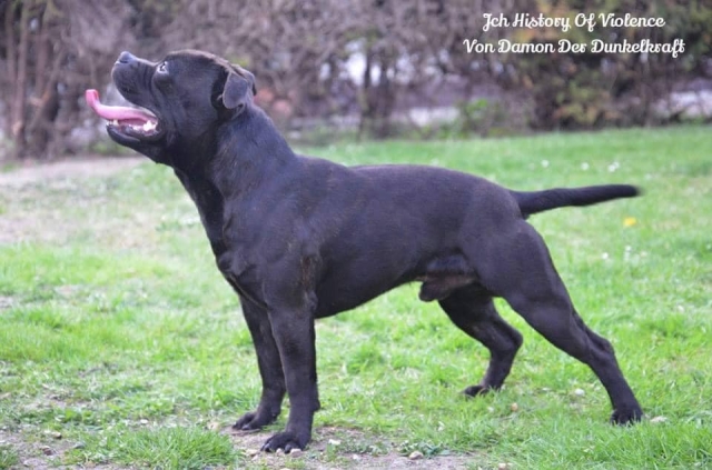 Ostéopathe Canin - Eure - Normandie