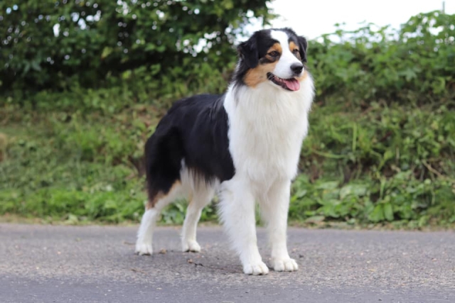 Ostéopathe Canin - Eure - Normandie