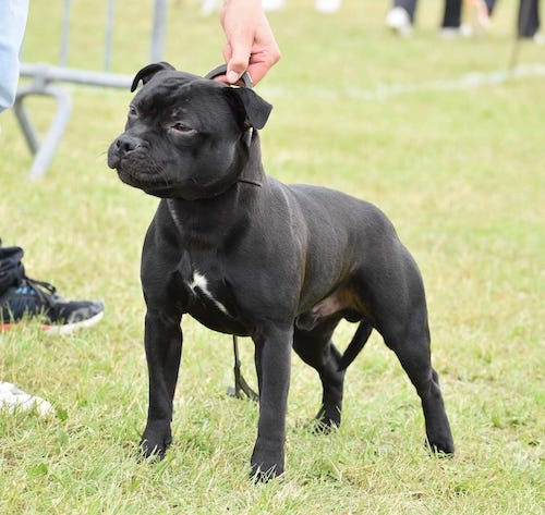 Ostéopathe Canin - Eure - Normandie