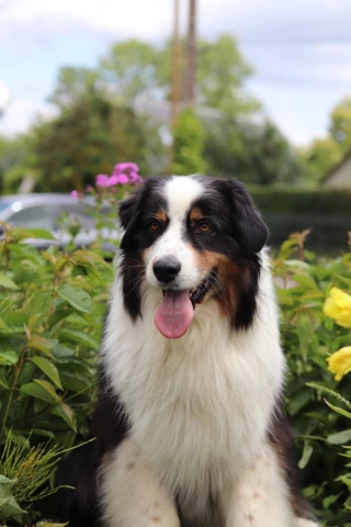 Ostéopathe Canin - Eure - Normandie
