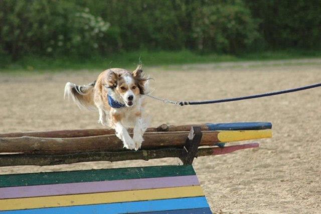 Ostéopathe Canin - Eure - Normandie
