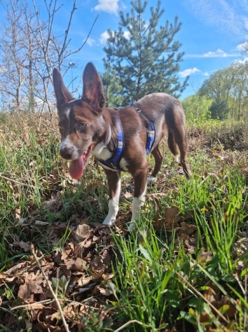 Ostéopathe Canin - Eure - Normandie