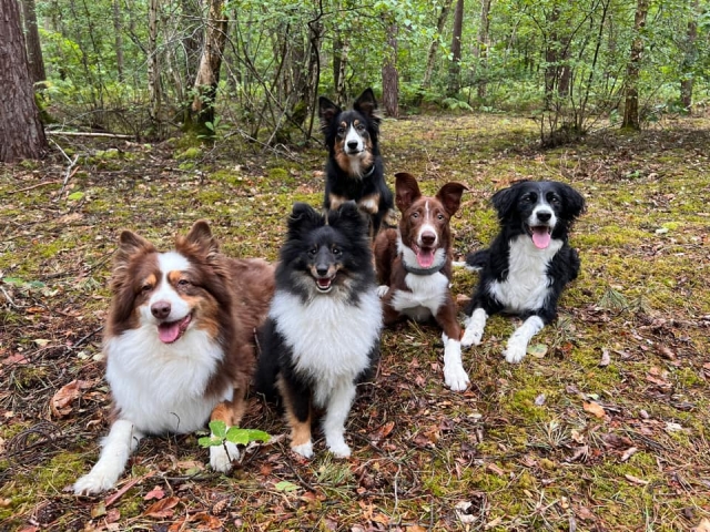 Ostéopathe Canin - Eure - Normandie