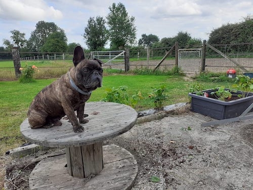 Ostéopathe Canin - Eure - Normandie
