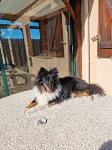 Ostéopathe Canin - Eure - Normandie