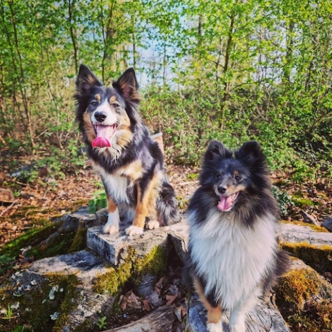 Ostéopathe Canin - Eure - Normandie