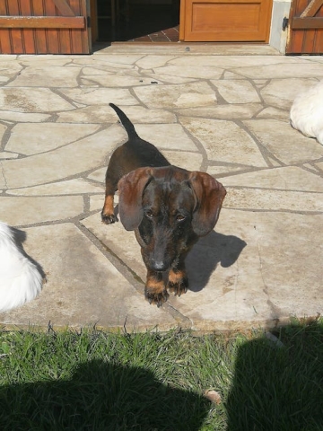 Ostéopathe Canin - Eure - Normandie
