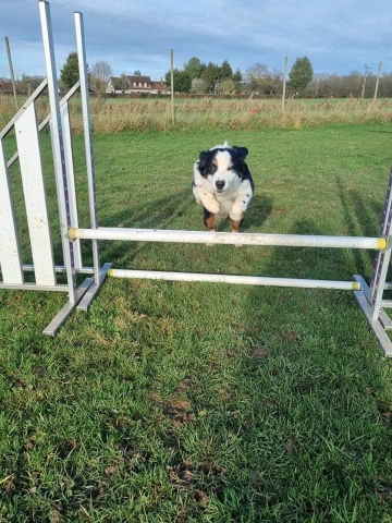 Ostéopathe Canin - Eure - Normandie