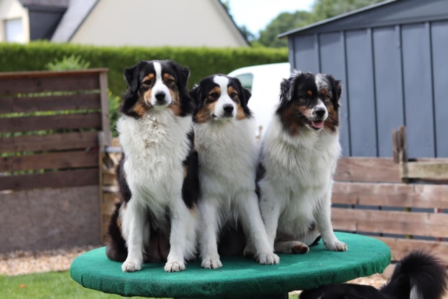 Ostéopathe Canin - Eure - Normandie