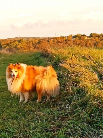 Ostéopathe Canin - Eure - Normandie