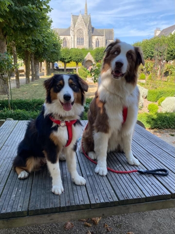 Ostéopathe Canin - Eure - Normandie