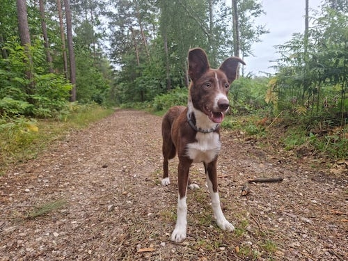 Ostéopathe Canin - Eure - Normandie