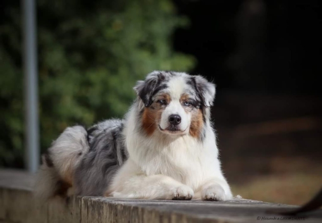 Ostéopathe Canin - Eure - Normandie