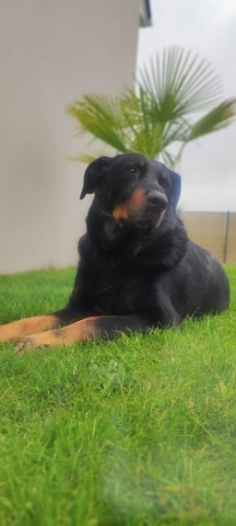 Ostéopathe Canin - Eure - Normandie