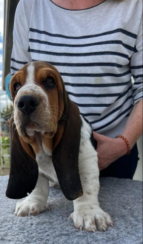 Ostéopathe Canin - Eure - Normandie