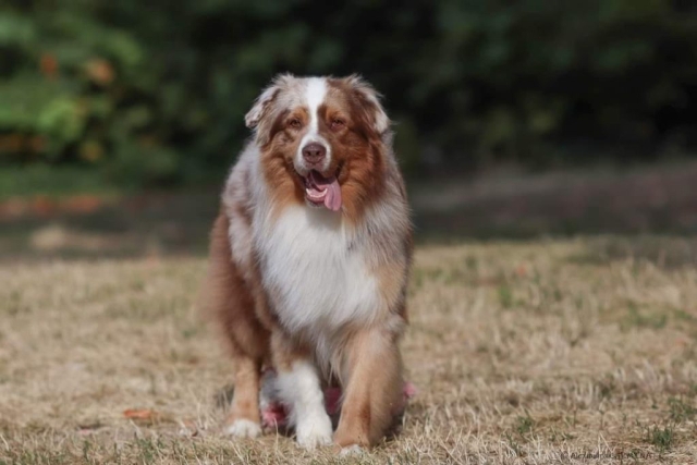 Ostéopathe Canin - Eure - Normandie