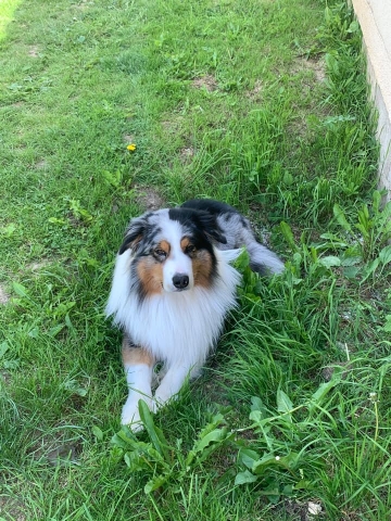 Ostéopathe Canin - Eure - Normandie