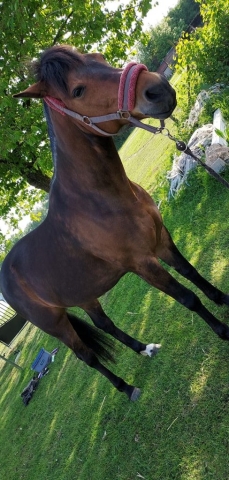 Ostéopathe Equin - Eure - Normandie
