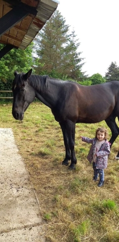 Ostéopathe Equin - Eure - Normandie