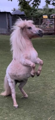 Ostéopathe Equin - Eure - Normandie