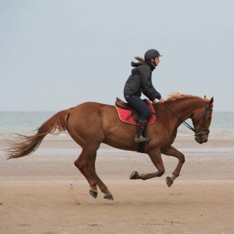 Ostéopathe Equin - Eure - Normandie
