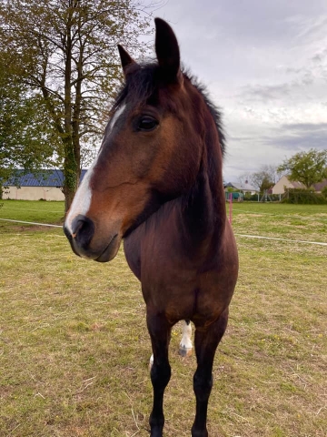 Ostéopathe Equin - Eure - Normandie