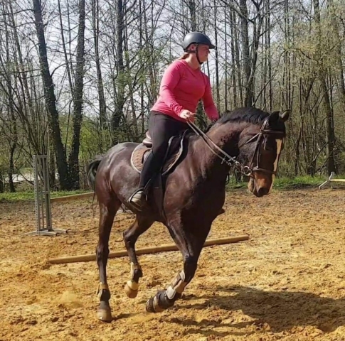 Ostéopathe Equin - Eure - Normandie