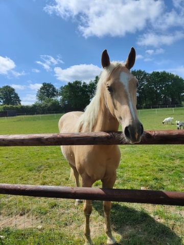 Ostéopathe Equin - Eure - Normandie